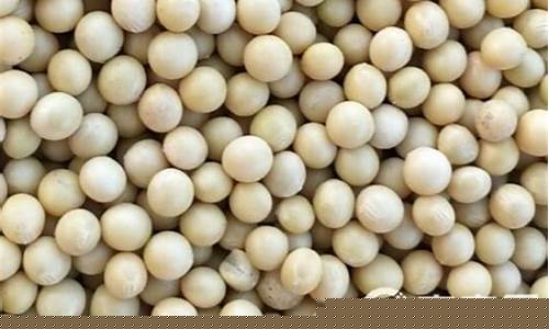 今日大豆油价格-今日大豆油价格生意社